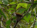 giant-wren