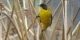 Black-poled-Yellowthroat-e1497469778781