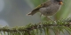 Golden-crowned Kinglet