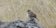 Sierra-Madre-Sparrow-e1497469904998