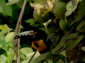 collared-aracari