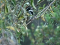 towhee-collared-2005