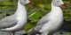 Grey-hooded Gulls