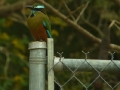 fence-post-motmot