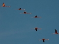 flamingos-flying